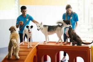 Top Highlands Ranch Dog Day Care & Boarding My Caring Dog – Tips, Stories, and Care Guides for Loving Pet Owners Top Highlands Ranch Dog Day Care & Boarding | My Caring Dog – Tips, Stories, and Care Guides for Loving Pet Owners