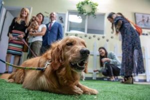 Top-Rated Dog Day Care in Inglewood: Your Pet's Home Away From Home | My Caring Dog – Tips, Stories, and Care Guides for Loving Pet Owners