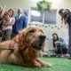Top-Rated Dog Day Care in Inglewood: Your Pet's Home Away From Home | My Caring Dog – Tips, Stories, and Care Guides for Loving Pet Owners