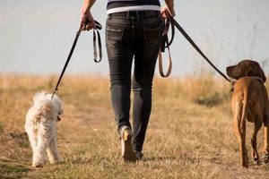 Ultimate Dog Walking & Pet Care Guide My Caring Dog – Tips, Stories, and Care Guides for Loving Pet Owners Ultimate Dog Walking & Pet Care Guide | My Caring Dog – Tips, Stories, and Care Guides for Loving Pet Owners
