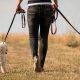 Ultimate Dog Walking & Pet Care Guide | My Caring Dog – Tips, Stories, and Care Guides for Loving Pet Owners