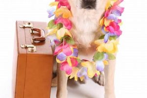 Ultimate Dog Vacation Care Guide My Caring Dog – Tips, Stories, and Care Guides for Loving Pet Owners Ultimate Dog Vacation Care Guide | My Caring Dog – Tips, Stories, and Care Guides for Loving Pet Owners