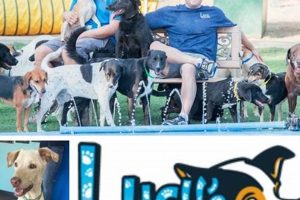 Best Dog Day Care in Thousand Oaks, CA My Caring Dog – Tips, Stories, and Care Guides for Loving Pet Owners Best Dog Day Care in Thousand Oaks, CA | My Caring Dog – Tips, Stories, and Care Guides for Loving Pet Owners