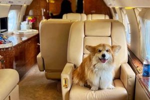 Top K9 Company: Car Dog Protection & Training My Caring Dog – Tips, Stories, and Care Guides for Loving Pet Owners Top K9 Company: Car Dog Protection & Training | My Caring Dog – Tips, Stories, and Care Guides for Loving Pet Owners