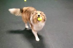 Best Dog Day Care in Issaquah: Top Choices My Caring Dog – Tips, Stories, and Care Guides for Loving Pet Owners Best Dog Day Care in Issaquah: Top Choices | My Caring Dog – Tips, Stories, and Care Guides for Loving Pet Owners