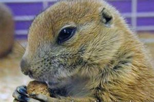 Prairie Dog Care My Caring Dog – Tips, Stories, and Care Guides for Loving Pet Owners Prairie Dog Care | My Caring Dog – Tips, Stories, and Care Guides for Loving Pet Owners