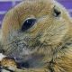 Prairie Dog Care | My Caring Dog – Tips, Stories, and Care Guides for Loving Pet Owners
