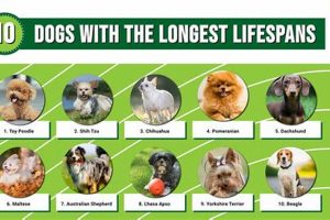 Is Car Life Dog-Eat-Dog? A Dog Owner's Guide My Caring Dog – Tips, Stories, and Care Guides for Loving Pet Owners Is Car Life Dog-Eat-Dog? A Dog Owner's Guide | My Caring Dog – Tips, Stories, and Care Guides for Loving Pet Owners