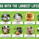 Is Car Life Dog-Eat-Dog? A Dog Owner's Guide | My Caring Dog – Tips, Stories, and Care Guides for Loving Pet Owners