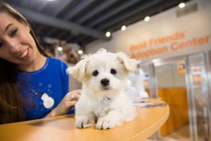 Best Small Dog Daycare Near Me: Tiny Paws Only! My Caring Dog – Tips, Stories, and Care Guides for Loving Pet Owners Best Small Dog Daycare Near Me: Tiny Paws Only! | My Caring Dog – Tips, Stories, and Care Guides for Loving Pet Owners