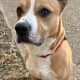 Best Petfinder St. Louis: Adopt a Car Dog | My Caring Dog – Tips, Stories, and Care Guides for Loving Pet Owners