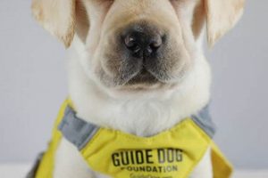 Service Dogs: Your .org Resource Guide My Caring Dog – Tips, Stories, and Care Guides for Loving Pet Owners Service Dogs: Your .org Resource Guide | My Caring Dog – Tips, Stories, and Care Guides for Loving Pet Owners