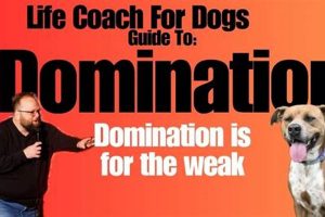 Car Dog Coaching & Training Tips My Caring Dog – Tips, Stories, and Care Guides for Loving Pet Owners Car Dog Coaching & Training Tips | My Caring Dog – Tips, Stories, and Care Guides for Loving Pet Owners