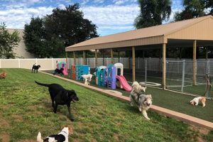 Best Dog Day Care in Warminster PA: Top Centers My Caring Dog – Tips, Stories, and Care Guides for Loving Pet Owners Best Dog Day Care in Warminster PA: Top Centers | My Caring Dog – Tips, Stories, and Care Guides for Loving Pet Owners