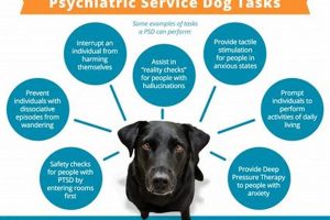 Get a Psychiatric Service Dog: Essential Guide My Caring Dog – Tips, Stories, and Care Guides for Loving Pet Owners Get a Psychiatric Service Dog: Essential Guide | My Caring Dog – Tips, Stories, and Care Guides for Loving Pet Owners