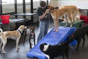 Dog Day Care Approval: Guide & Checklist My Caring Dog – Tips, Stories, and Care Guides for Loving Pet Owners Dog Day Care Approval: Guide & Checklist | My Caring Dog – Tips, Stories, and Care Guides for Loving Pet Owners