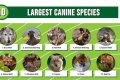 Top Animal Canine Products for Your Car Dog My Caring Dog – Tips, Stories, and Care Guides for Loving Pet Owners Top Animal Canine Products for Your Car Dog | My Caring Dog – Tips, Stories, and Care Guides for Loving Pet Owners