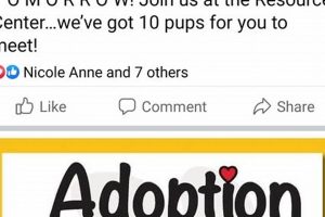 Adopt, Don't Shop: Buffalo Cares Adoptable Dogs Await! My Caring Dog – Tips, Stories, and Care Guides for Loving Pet Owners Adopt, Don't Shop: Buffalo Cares Adoptable Dogs Await! | My Caring Dog – Tips, Stories, and Care Guides for Loving Pet Owners