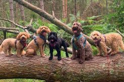Best Dog Day Care in Ringwood: Top Centers My Caring Dog – Tips, Stories, and Care Guides for Loving Pet Owners Best Dog Day Care in Ringwood: Top Centers | My Caring Dog – Tips, Stories, and Care Guides for Loving Pet Owners
