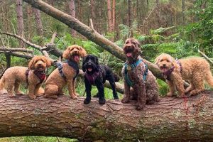 Best Dog Day Care in Ringwood: Top Centers My Caring Dog – Tips, Stories, and Care Guides for Loving Pet Owners Best Dog Day Care in Ringwood: Top Centers | My Caring Dog – Tips, Stories, and Care Guides for Loving Pet Owners