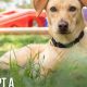 Thinking of Adopting a Dog After a Career Change? | My Caring Dog – Tips, Stories, and Care Guides for Loving Pet Owners