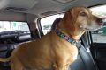 Find Lost Dogs in Pensacola: Resources & Tips My Caring Dog – Tips, Stories, and Care Guides for Loving Pet Owners Find Lost Dogs in Pensacola: Resources & Tips | My Caring Dog – Tips, Stories, and Care Guides for Loving Pet Owners