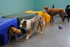 Top Dog Day Care Centers in Oxford, UK My Caring Dog – Tips, Stories, and Care Guides for Loving Pet Owners Top Dog Day Care Centers in Oxford, UK | My Caring Dog – Tips, Stories, and Care Guides for Loving Pet Owners