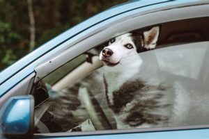 Can Dog Food Sit In A Hot Car My Caring Dog – Tips, Stories, and Care Guides for Loving Pet Owners Can Dog Food Sit In A Hot Car | My Caring Dog – Tips, Stories, and Care Guides for Loving Pet Owners