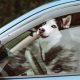 Can Dog Food Sit In A Hot Car | My Caring Dog – Tips, Stories, and Care Guides for Loving Pet Owners