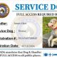 Service Animal Certification: A Complete Guide | My Caring Dog – Tips, Stories, and Care Guides for Loving Pet Owners