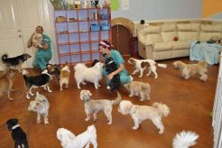 The Ultimate Good Day Dog Care Guide My Caring Dog – Tips, Stories, and Care Guides for Loving Pet Owners The Ultimate Good Day Dog Care Guide | My Caring Dog – Tips, Stories, and Care Guides for Loving Pet Owners