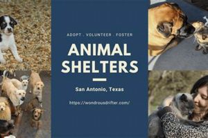 Best Animal Shelters in San Antonio TX My Caring Dog – Tips, Stories, and Care Guides for Loving Pet Owners Best Animal Shelters in San Antonio TX | My Caring Dog – Tips, Stories, and Care Guides for Loving Pet Owners
