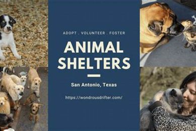 Best Animal Shelters in San Antonio TX My Caring Dog – Tips, Stories, and Care Guides for Loving Pet Owners Best Animal Shelters in San Antonio TX | My Caring Dog – Tips, Stories, and Care Guides for Loving Pet Owners