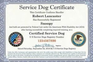 Certifying Service Dogs My Caring Dog – Tips, Stories, and Care Guides for Loving Pet Owners Certifying Service Dogs | My Caring Dog – Tips, Stories, and Care Guides for Loving Pet Owners