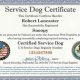 Certifying Service Dogs | My Caring Dog – Tips, Stories, and Care Guides for Loving Pet Owners