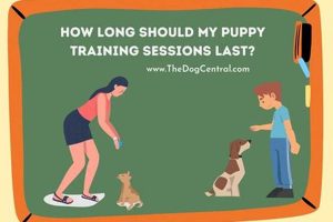 The Ultimate My Puppy Central Guide for Car Dogs My Caring Dog – Tips, Stories, and Care Guides for Loving Pet Owners The Ultimate My Puppy Central Guide for Car Dogs | My Caring Dog – Tips, Stories, and Care Guides for Loving Pet Owners