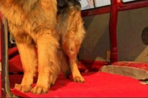 Easy Dog Hair Removal from Car Carpets My Caring Dog – Tips, Stories, and Care Guides for Loving Pet Owners Easy Dog Hair Removal from Car Carpets | My Caring Dog – Tips, Stories, and Care Guides for Loving Pet Owners