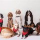 Find Certified Therapy Dogs Near You Now | My Caring Dog – Tips, Stories, and Care Guides for Loving Pet Owners