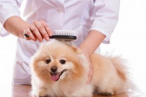Essential Pet Dog Maintenance Tips & Guide My Caring Dog – Tips, Stories, and Care Guides for Loving Pet Owners Essential Pet Dog Maintenance Tips & Guide | My Caring Dog – Tips, Stories, and Care Guides for Loving Pet Owners