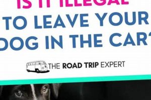 Can I Leave My Dog In The Car In California My Caring Dog – Tips, Stories, and Care Guides for Loving Pet Owners Can I Leave My Dog In The Car In California | My Caring Dog – Tips, Stories, and Care Guides for Loving Pet Owners
