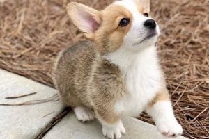 Ultimate Corgi Care Guide: Tips & Tricks My Caring Dog – Tips, Stories, and Care Guides for Loving Pet Owners Ultimate Corgi Care Guide: Tips & Tricks | My Caring Dog – Tips, Stories, and Care Guides for Loving Pet Owners