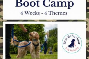 Top Dog Bootcamps Near Me: Car Dog Edition My Caring Dog – Tips, Stories, and Care Guides for Loving Pet Owners Top Dog Bootcamps Near Me: Car Dog Edition | My Caring Dog – Tips, Stories, and Care Guides for Loving Pet Owners