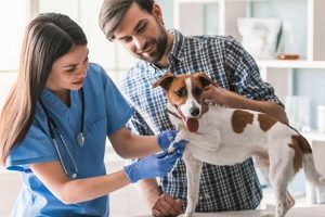 Get Free Vet Care for Your Service Dog Today! My Caring Dog – Tips, Stories, and Care Guides for Loving Pet Owners Get Free Vet Care for Your Service Dog Today! | My Caring Dog – Tips, Stories, and Care Guides for Loving Pet Owners