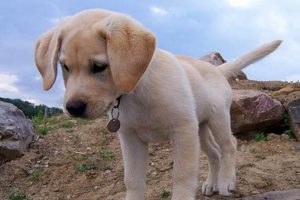 Best Pup Lab For Your Car Dog My Caring Dog – Tips, Stories, and Care Guides for Loving Pet Owners Best Pup Lab For Your Car Dog | My Caring Dog – Tips, Stories, and Care Guides for Loving Pet Owners