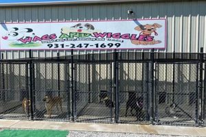 Top-Rated Dog Day Care in Winchester, VA My Caring Dog – Tips, Stories, and Care Guides for Loving Pet Owners Top-Rated Dog Day Care in Winchester, VA | My Caring Dog – Tips, Stories, and Care Guides for Loving Pet Owners