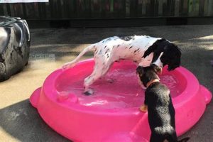 Top-Rated Carrie's Dog Day Care: Pawsome Stays! My Caring Dog – Tips, Stories, and Care Guides for Loving Pet Owners Top-Rated Carrie's Dog Day Care: Pawsome Stays! | My Caring Dog – Tips, Stories, and Care Guides for Loving Pet Owners