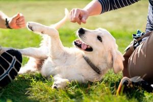 Best Dog-Friendly Play Areas & Parks Near You My Caring Dog – Tips, Stories, and Care Guides for Loving Pet Owners Best Dog-Friendly Play Areas & Parks Near You | My Caring Dog – Tips, Stories, and Care Guides for Loving Pet Owners