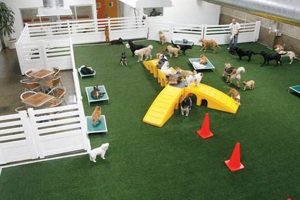 Best Dog Play Day Care: Fun & Safe My Caring Dog – Tips, Stories, and Care Guides for Loving Pet Owners Best Dog Play Day Care: Fun & Safe | My Caring Dog – Tips, Stories, and Care Guides for Loving Pet Owners