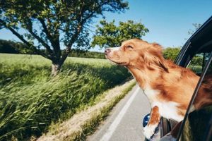 Travelling With Dogs In Cars My Caring Dog – Tips, Stories, and Care Guides for Loving Pet Owners Travelling With Dogs In Cars | My Caring Dog – Tips, Stories, and Care Guides for Loving Pet Owners