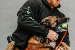 Top K9 Handler Jobs: Car Dog Edition My Caring Dog – Tips, Stories, and Care Guides for Loving Pet Owners Top K9 Handler Jobs: Car Dog Edition | My Caring Dog – Tips, Stories, and Care Guides for Loving Pet Owners